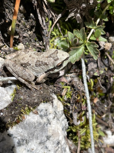 iNaturalist observation photo of Pacific chorus frog