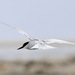 Damara Tern - Photo (c) jwwilso3, all rights reserved, uploaded by jwwilso3