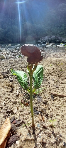Anacardium excelsum - Whole tree