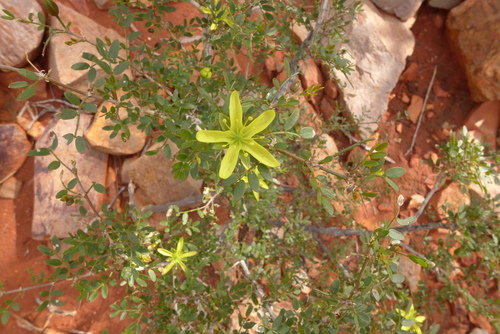 corky bark caltrop