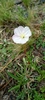 Oenothera tubifera - Photo (c) Jose ruiz, all rights reserved, uploaded by Jose ruiz