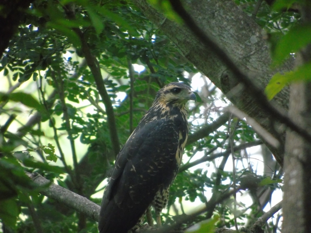 Common Black Hawk from C7WW+4XW, Voluntades Unidas, Honduras on July 04 ...