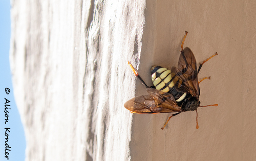 North American Elm Sawfly