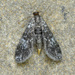 Black Duckweed Moth - Photo (c) David Beadle, all rights reserved, uploaded by David Beadle