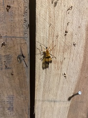 Image of Acrotaphus tibialis