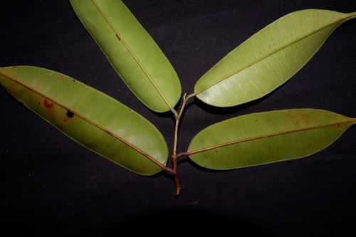 Keladan (Dryobalanops oblongifolia)