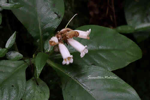 Hemiboea subcapitata