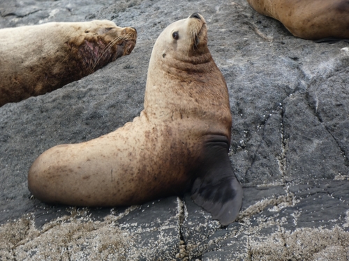 shes / ts'axulus - Steller sea lion