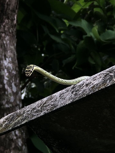 Golden Tree Snake