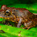 Labiated Rainfrog - Photo (c) Andrés Mauricio Forero Cano, all rights reserved, uploaded by Andrés Mauricio Forero Cano