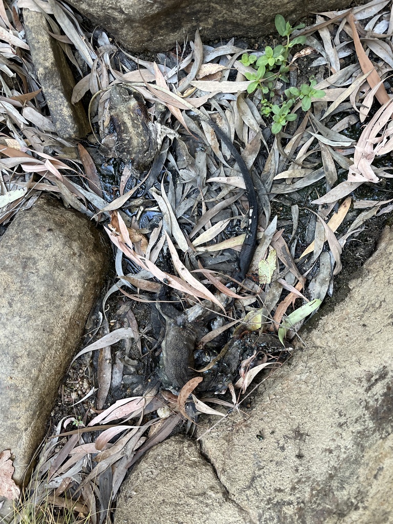 Black-palmed Rock Monitor from Umbrawarra Gorge Nature Park, Douglas ...