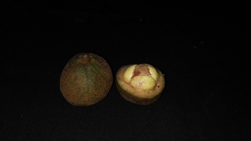 Baccaurea edulis
