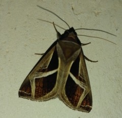 Image of Calyptis iter
