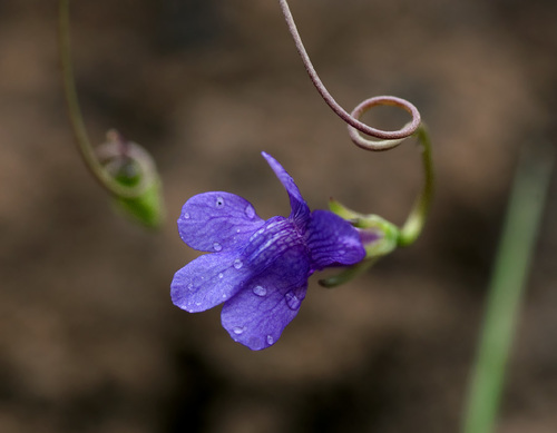 Neogaerrhinum