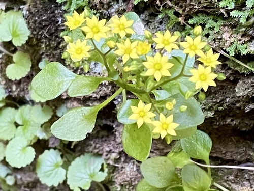 Aichryson divaricatum (Aiton) Praeger