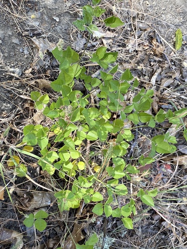 iNaturalist observation photo of forest scurfpea