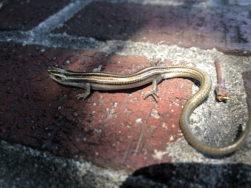 Many-lined Skink