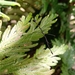 Ghilianella filiventris - Photo (c) Angelo Costa, all rights reserved, uploaded by Angelo Costa