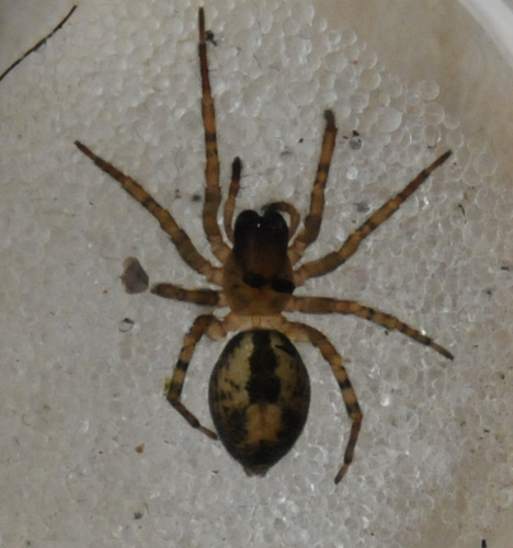 Lace-Weaver Spider