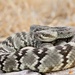 Eastern Black-tailed Rattlesnake - Photo (c) viperidae4ever, all rights reserved, uploaded by viperidae4ever