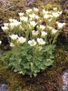 Tufted Saxifrage - Photo (c) Ida B D Jacobsen, all rights reserved, uploaded by Ida B D Jacobsen