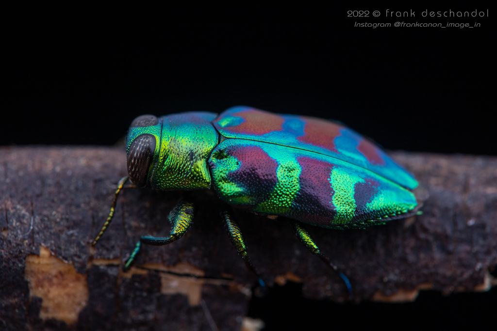 Chrysobothris bella from Grenadines, SaintVincent et les Grenadines on