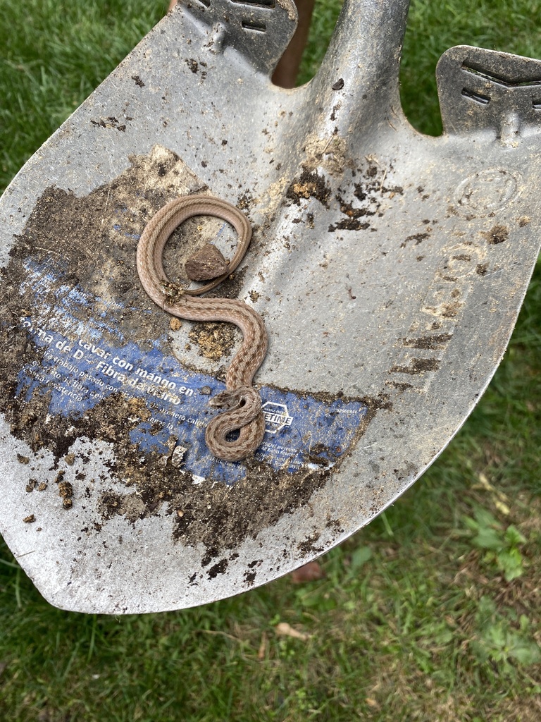Dekay s brownsnake in october 2021 by darcie martin inaturalist