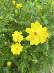 Cosmos sulphureus image