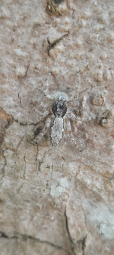 Platycryptus magnus