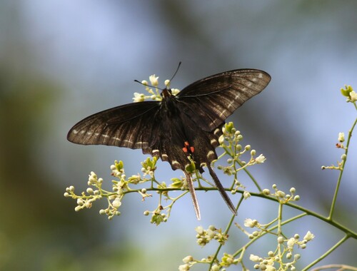 Dark Kite-Swallowtail