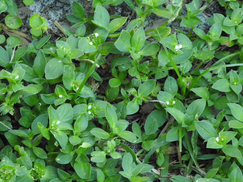 Tropical Mexican Clover From Beacon Hills & Harbour, Jacksonville, Fl 