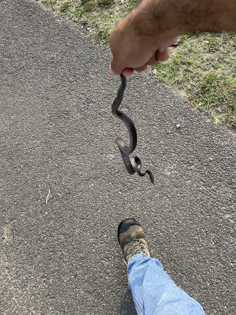 Eastern ratsnake from barcroft park arlington va us on july 05 2022