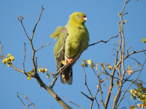 African Green-Pigeon