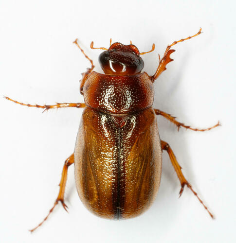 Phyllophaga bruneri Chapin, 1932