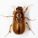 Cuban May Beetle - Photo (c) Chris Rorabaugh, all rights reserved, uploaded by Chris Rorabaugh