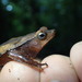 Rhinella lescurei - Photo (c) andriusp, all rights reserved, uploaded by andriusp