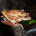 Convict Tree Frog - Photo (c) andriusp, all rights reserved, uploaded by andriusp