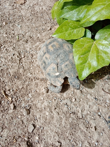Greek Tortoise