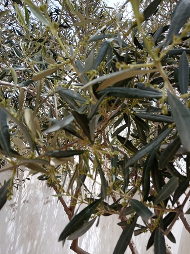Olive