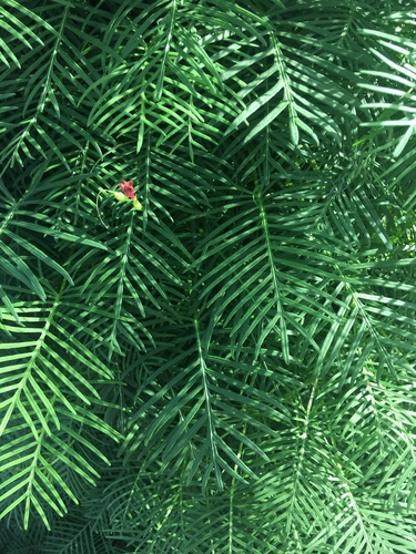 Cypress Vine