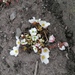 Begonia geraniifolia - Photo (c) Arturo Alberca Paz, kaikki oikeudet pidätetään, lähettänyt Arturo Alberca Paz