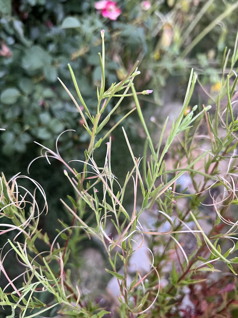 dicots from Green Eyes Way, Orangevale, CA, US on July 5, 2022 at 0830 PM by evigna. It has