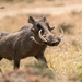 Common Warthog - Photo (c) Ken Chen, all rights reserved, uploaded by Ken Chen