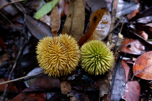 Durio carinatus