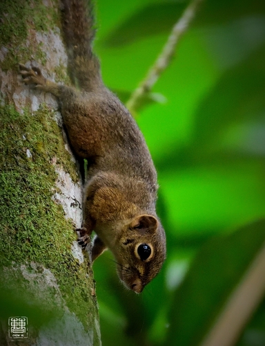 Sundasciurus lowii (Thomas, 1892)