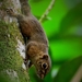 Low's Squirrel - Photo (c) Chow YK, all rights reserved, uploaded by Chow YK