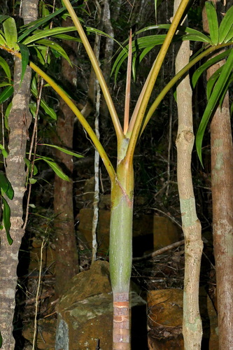 Actinokentia