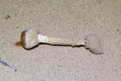 Chlamydopus meyenianus