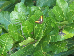 Adelpha phylaca image