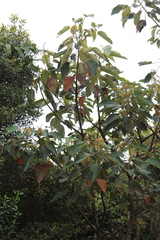 Croton mutisianus image